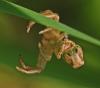 Xysticus_sl sp.
